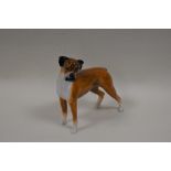 A Coalport porcelain animal study of a boxer dog, head tilted looking left, white, black and tan