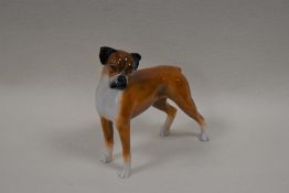 A Coalport porcelain animal study of a boxer dog, head tilted looking left, white, black and tan