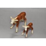 Two early Beswick Hereford calves 854 and 901B
