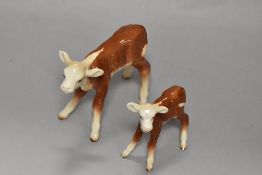 Two early Beswick Hereford calves 854 and 901B