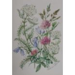 Patience Arnold (1901-1992), watercolour, eight botanical studies, all signed, framed, mounted,