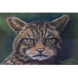 Maureen Cook (20th Century British), pastel, 'Highland Tiger', a grumpy tabby cat with piercing