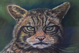 Maureen Cook (20th Century British), pastel, 'Highland Tiger', a grumpy tabby cat with piercing