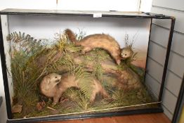 A taxidermy diorama of two mink in case (the case needs some repairs front glass has come loose