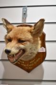 A mounted taxidermy fox mask by Taxidermist T Salkeld Carnforth Inscribed 'Mayor Hunt Killed