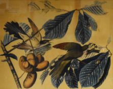After John James Audubon M.W.S (French-American, 1785-1851), colour print, Yellow Billed Cuckoo,
