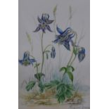 Margaret Dandy (20th Century, British), watercolours, A group of seventeen botanical