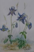 Margaret Dandy (20th Century, British), watercolours, A group of seventeen botanical