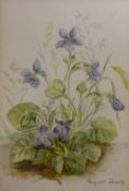 Margaret Dandy (20th Century, British), watercolours, A group of 17 botanical illustrations, to