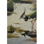 After Terance James Bond (British, b.1946), coloured print, Lapwing, framed, mounted, and under