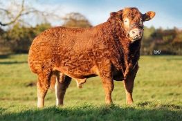 Limousin Semen 3 x straws of Carnew Lionheart Limousin semen Value £50 per straw Kindly donated by