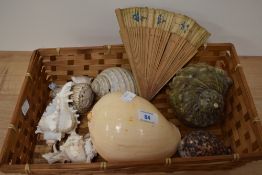 A tray of miscellaneous shells, to include cowrie and conch shells