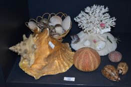 A small quantity of miscellaneous shells, to include a sea urchin shell, a conch shell, and