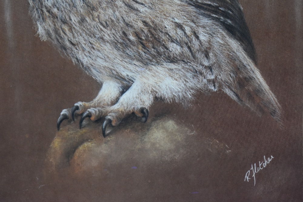 R. Fletcher (20th Century, British), a chalk study, A 'true' owl portrait, signed to the lower - Image 3 of 4