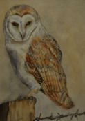 D.N Robinson (Contemporary, British), a mixed media, A barn owl, signed to the lower left, framed,