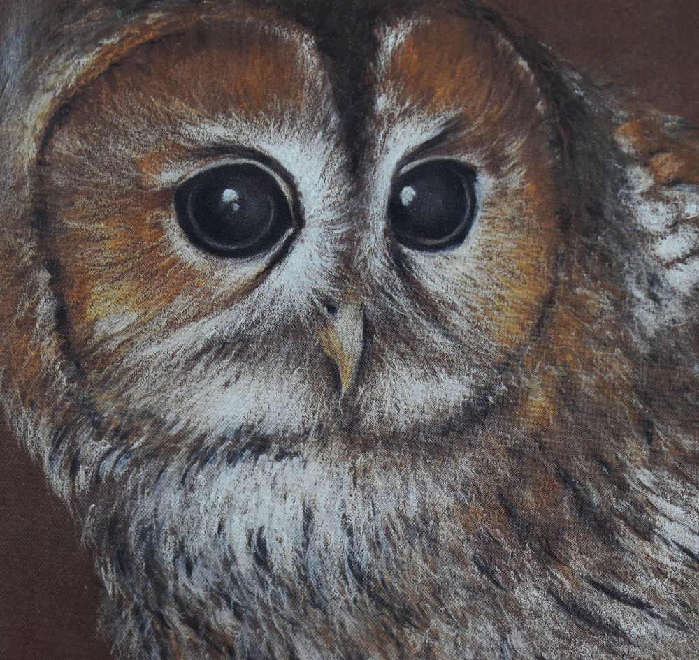 R. Fletcher (20th Century, British), a chalk study, A 'true' owl portrait, signed to the lower