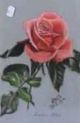 A. Wolseley-Lewis (20th Century, British), a pastel, 'Super Star, Rose', signed and dated '84 to the