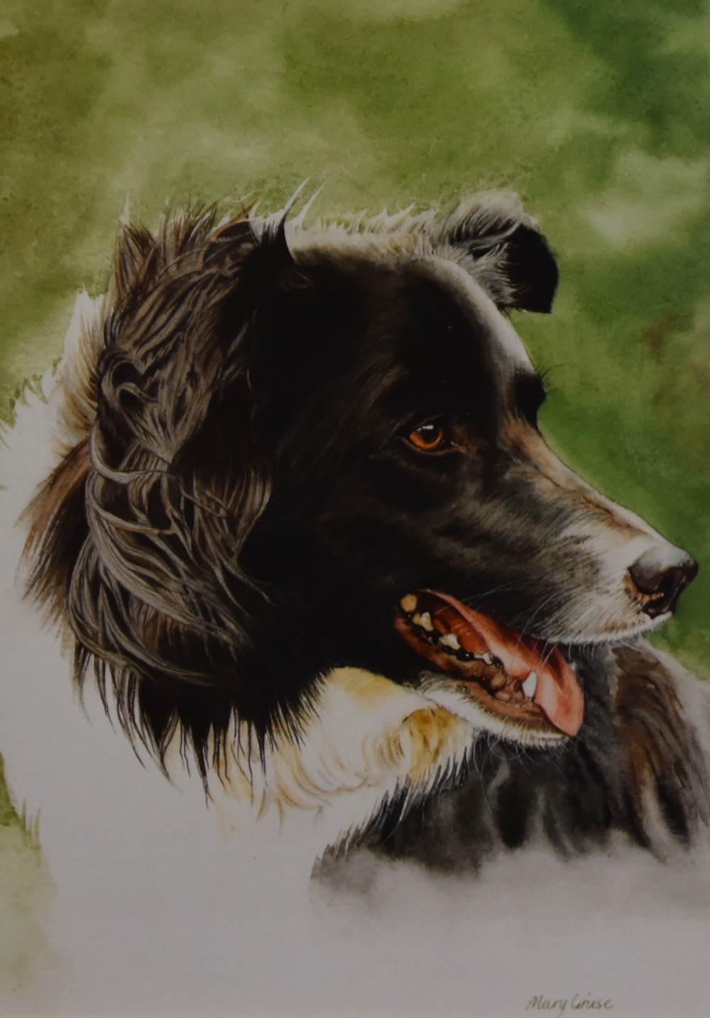 After Mary Griese (20th Century, British), coloured print, A head portrait of a Border Collie dog,