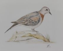 Artist Unknown (20th Century), watercolour, Two wildlife portraits, 'Palm or Laughing Dove' & 'Owl',