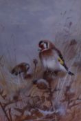 After Archibald Thorburn FZS (1860-1935), coloured print, Two ornithological portraits of 'Goldfinch