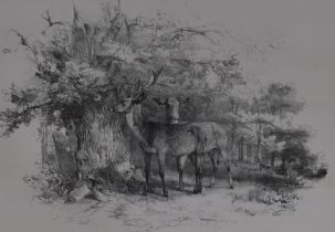 Artist Unknown (19th/20th Century), prints after sketches, Animal studies including deer, sheep, and