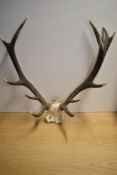 A Large set of 13 point Antlers