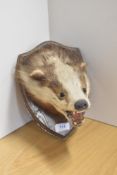 A taxidermy study of a badgers mask