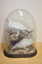 A Victorian study of two ptarmigan in naturalistic surroundings under a glass hand blown dome
