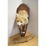 A taxidermy study of a Fox mask and front torso with brush mounted on a wall hanging Oak plinth