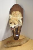 A taxidermy study of a Fox mask and front torso with brush mounted on a wall hanging Oak plinth