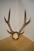 A set of 6 point antlers