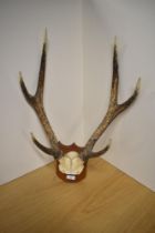 A set of 6 point antlers