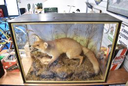 A taxidermy diorama of a fox fully cased measuring 88cm x 65cm x 34cm