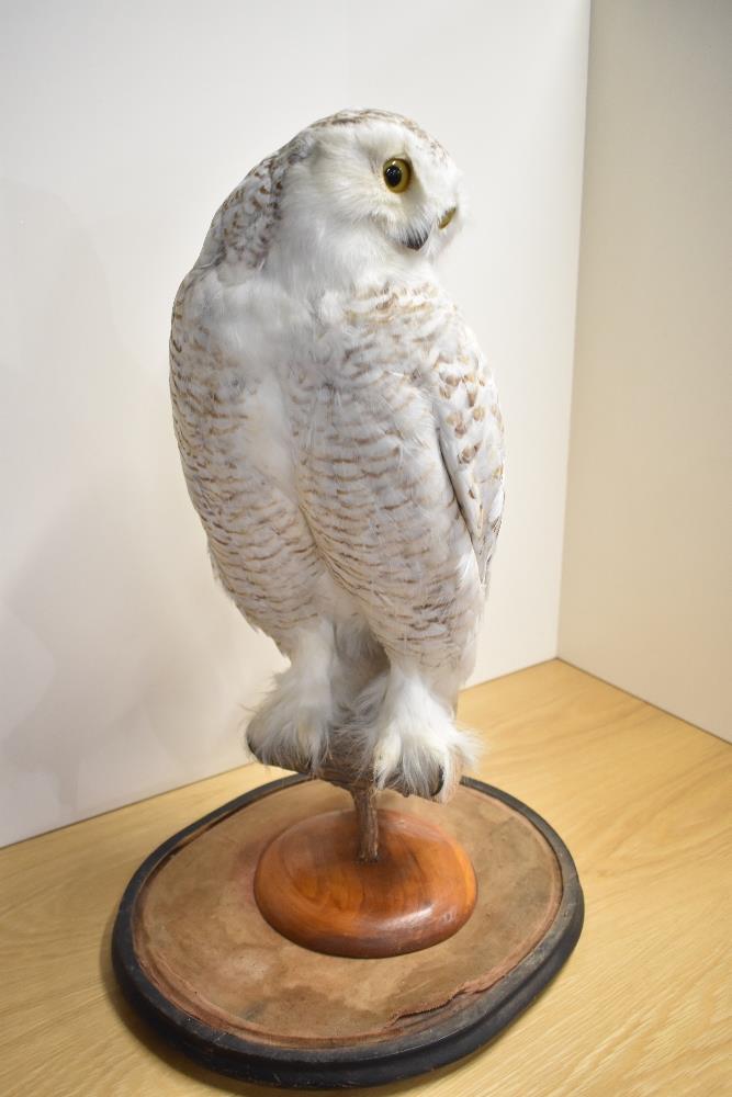 A late Victorian study of a Snowy Owl (BUBO SCANDIACUS), sitting on a perch with head tilted to - Image 4 of 4