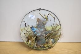 A Victorian taxidermy diorama of a kingfisher in naturalistic surroundings mounted on a tin circular