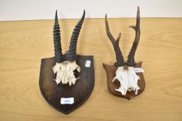2 small sets of antlers mounted on shields