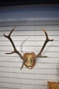 A set of red deer antlers 8 points mounted on a wooden plaque