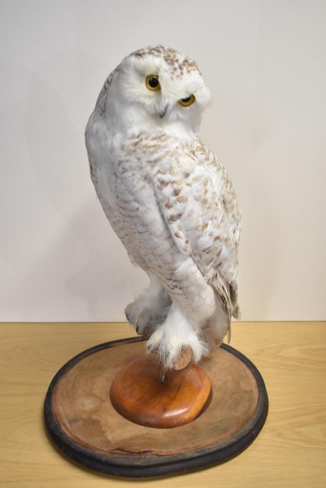 A late Victorian study of a Snowy Owl (BUBO SCANDIACUS), sitting on a perch with head tilted to - Image 2 of 4