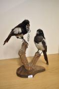 A taxidermy study of two magpies perched on stumps