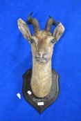 A taxidermy study of a spring buck Antelope with some condition issues bearing the initials R.W.