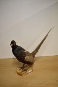 A taxidermy study of a cock pheasant