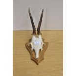 A Roe dear skull and antlers mounted on wooden plaque with some writing to the rear of plaque