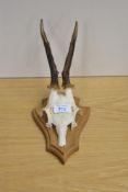 A Roe dear skull and antlers mounted on wooden plaque with some writing to the rear of plaque