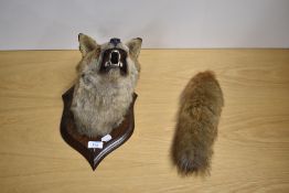 A Taxidermy study of a fox mask and brush by Murray of Carnforth 1934 mounted on an oak shield