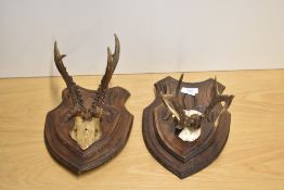 2 small sets of antlers mounted on wooden shields (one set has become detached from the shield