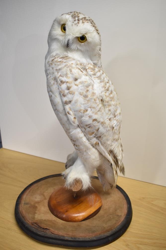 A late Victorian study of a Snowy Owl (BUBO SCANDIACUS), sitting on a perch with head tilted to - Image 3 of 4