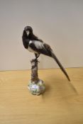 A taxidermy study of a magpie perched on a branch