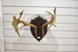 A pair of antlers mounted on an Oak shield