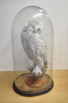 A late Victorian study of a Snowy Owl (BUBO SCANDIACUS), sitting on a perch with head tilted to