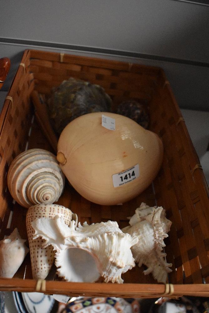 A tray of miscellaneous shells, to include cowrie and conch shells